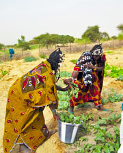 Tuareg women harvesting beetroot (click to enlarge)